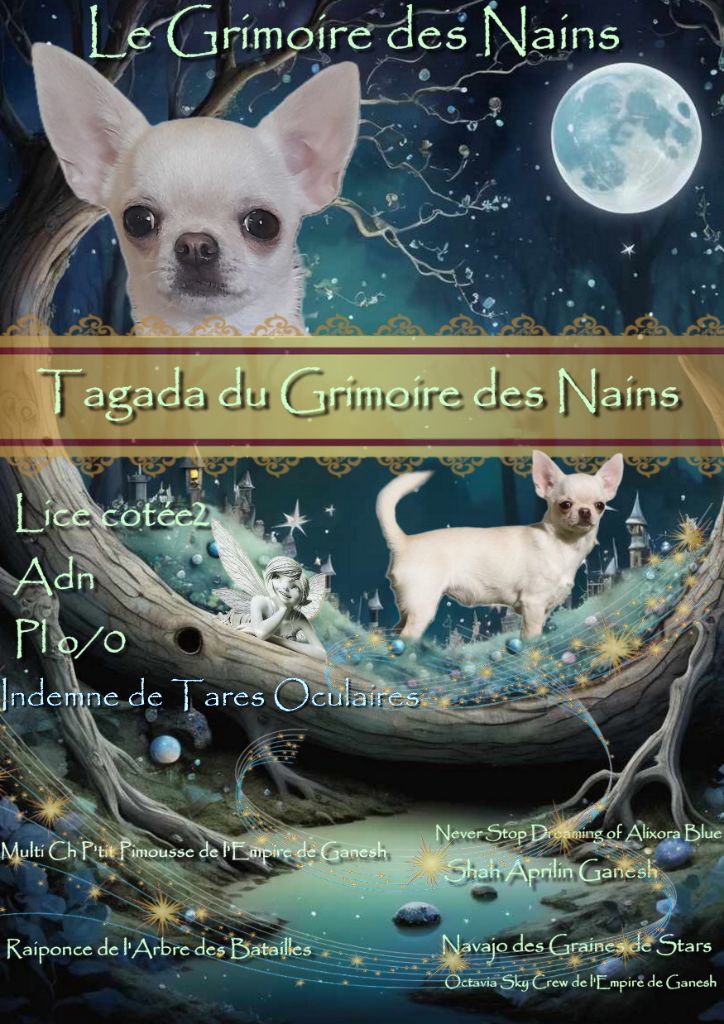 Tagada Du Grimoire Des Nains