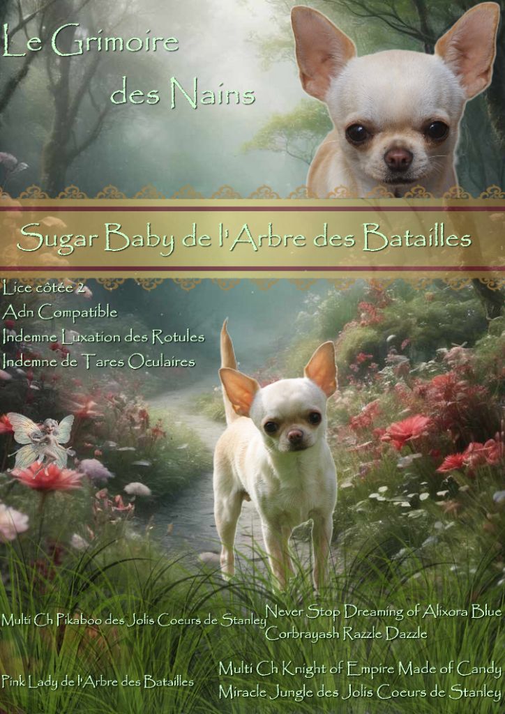 Sugar baby de L'Arbre des Batailles