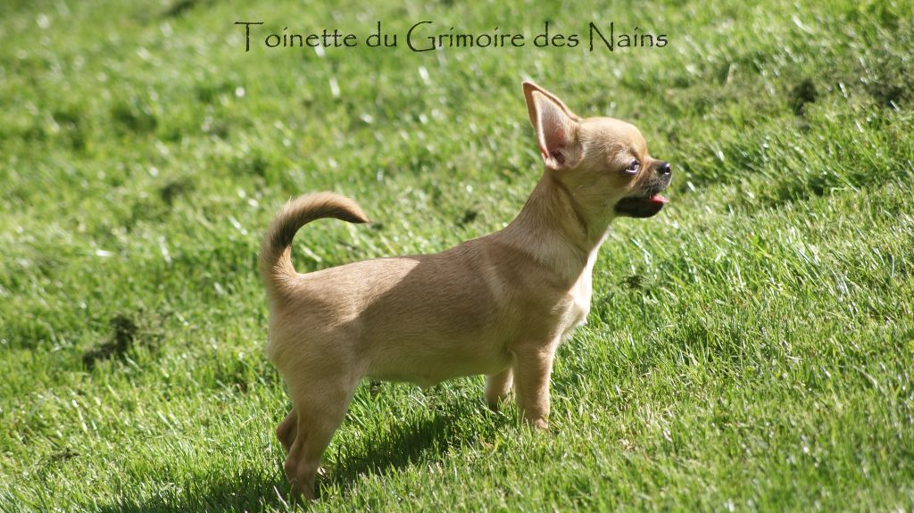 Toinette Du Grimoire Des Nains