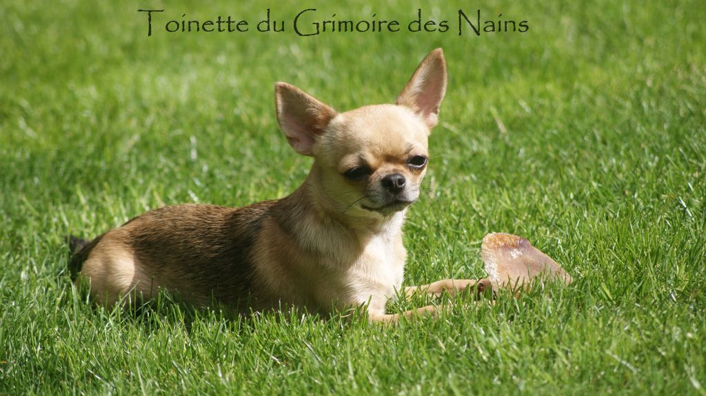 Toinette Du Grimoire Des Nains