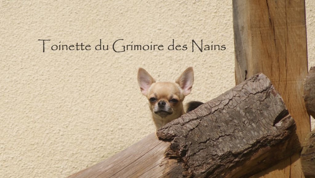 Toinette Du Grimoire Des Nains