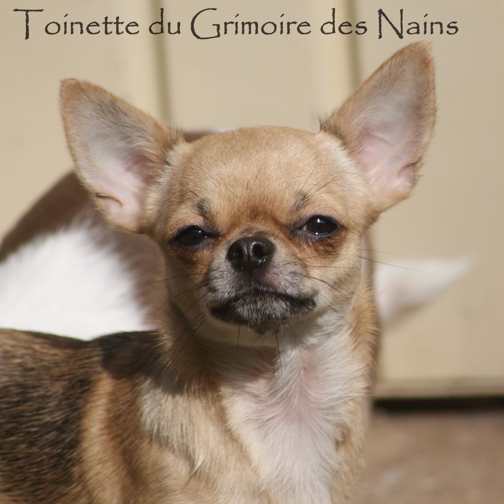 Toinette Du Grimoire Des Nains