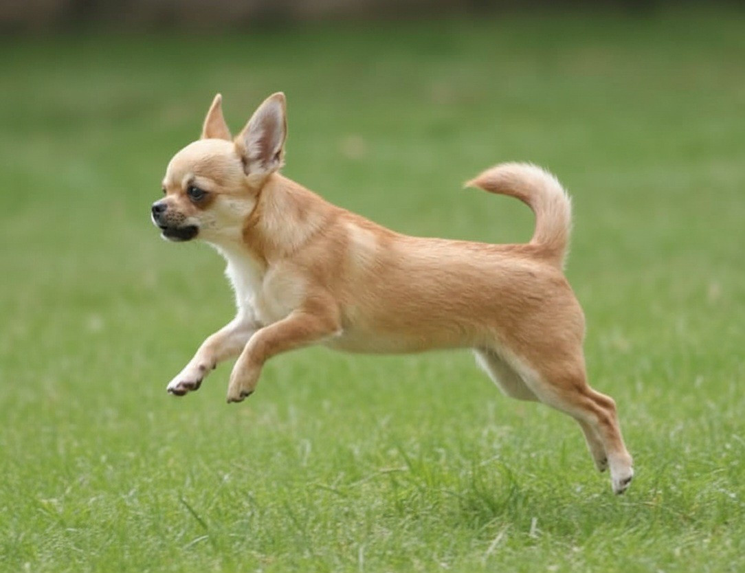 Raiponce de L'Arbre des Batailles
