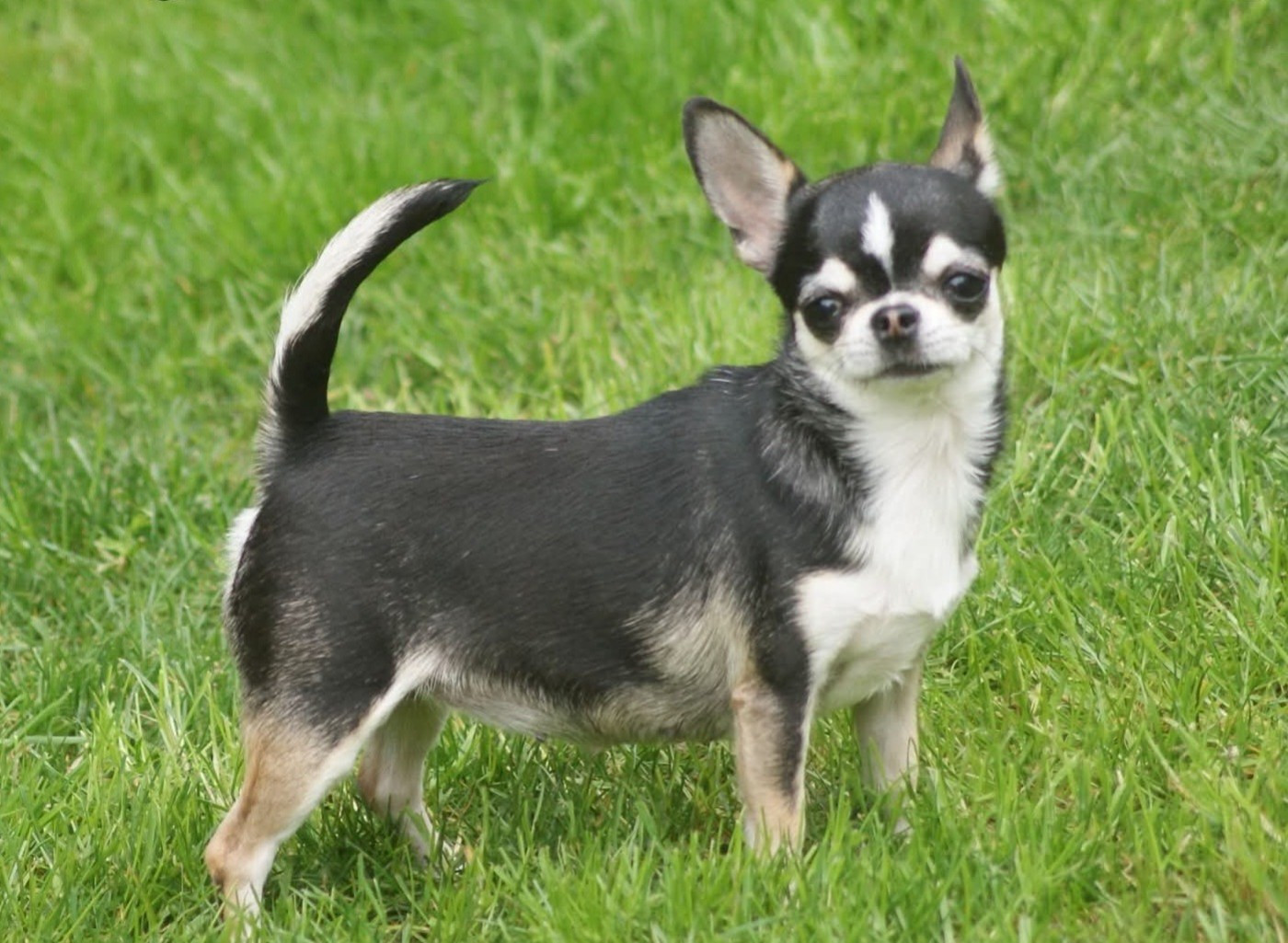 Tinny toons Des Lutins Sauvages