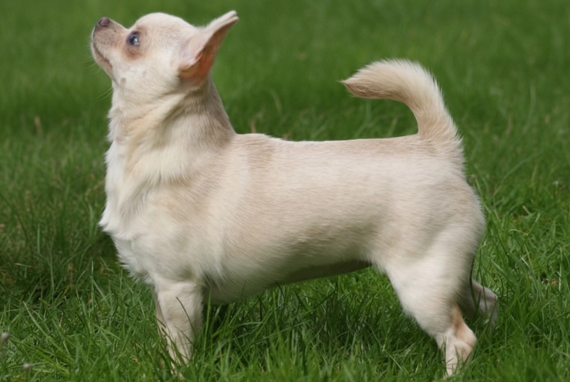 Tsarine Du Grimoire Des Nains