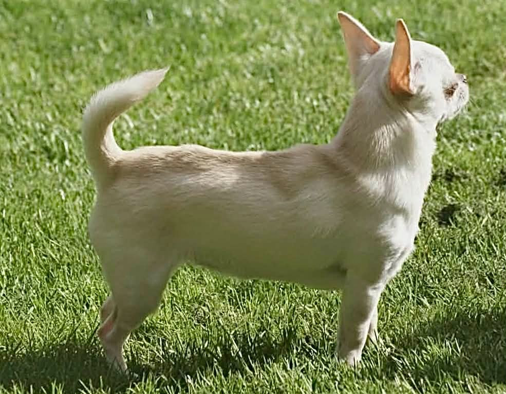 Tagada Du Grimoire Des Nains