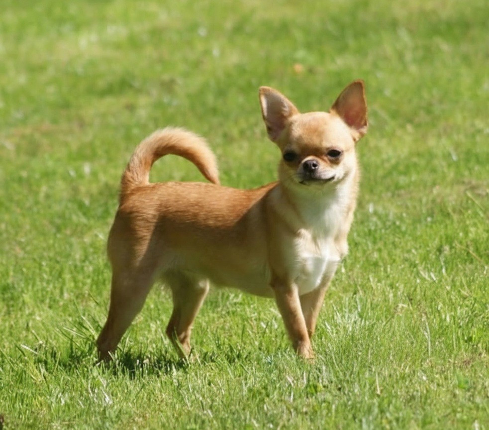 Sonora Du Grimoire Des Nains