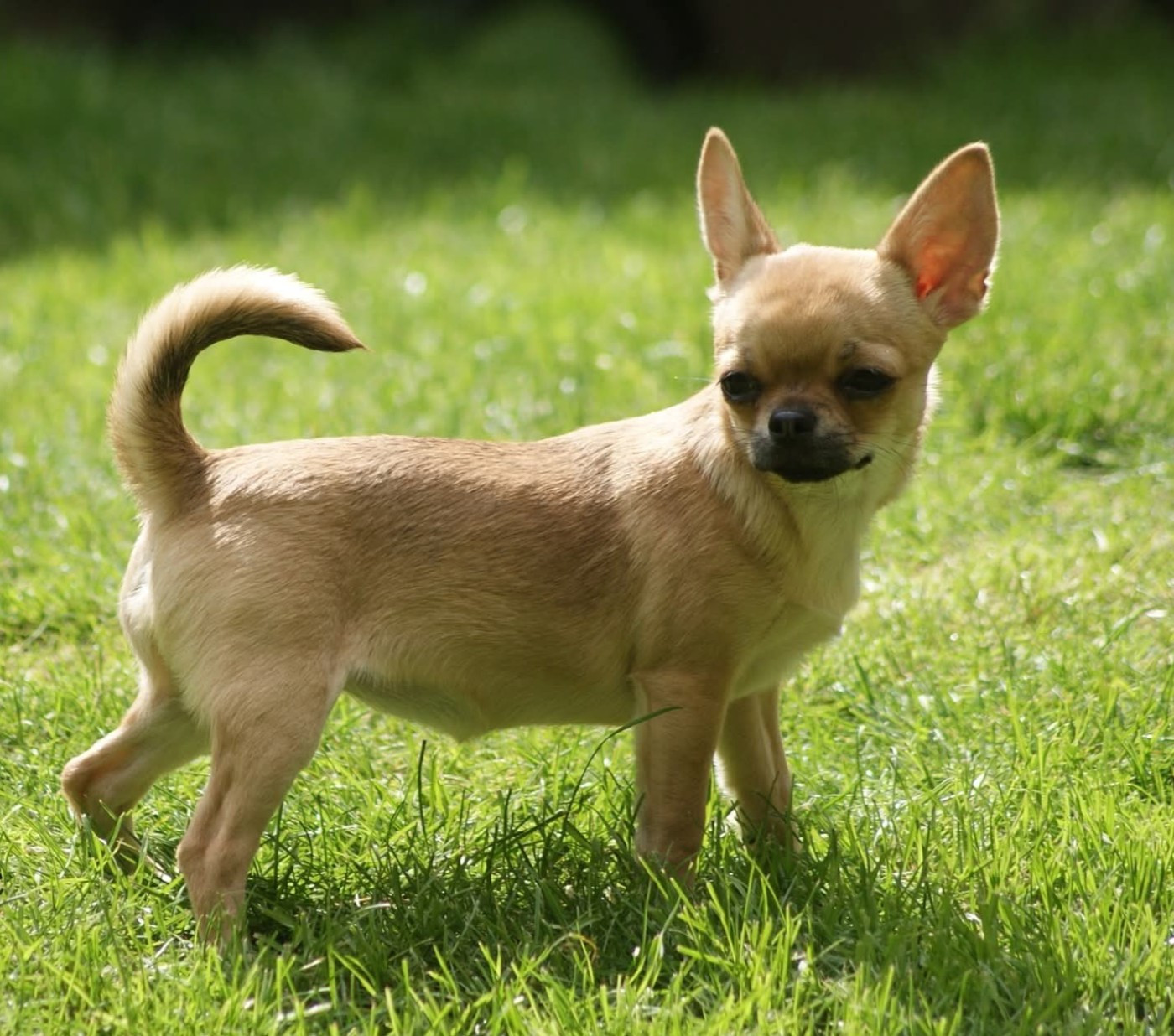 Toinette Du Grimoire Des Nains