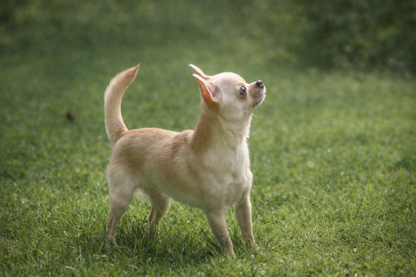 Romie Du Grimoire Des Nains