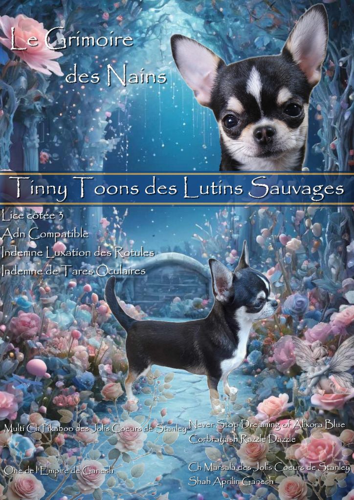 Tinny toons Des Lutins Sauvages