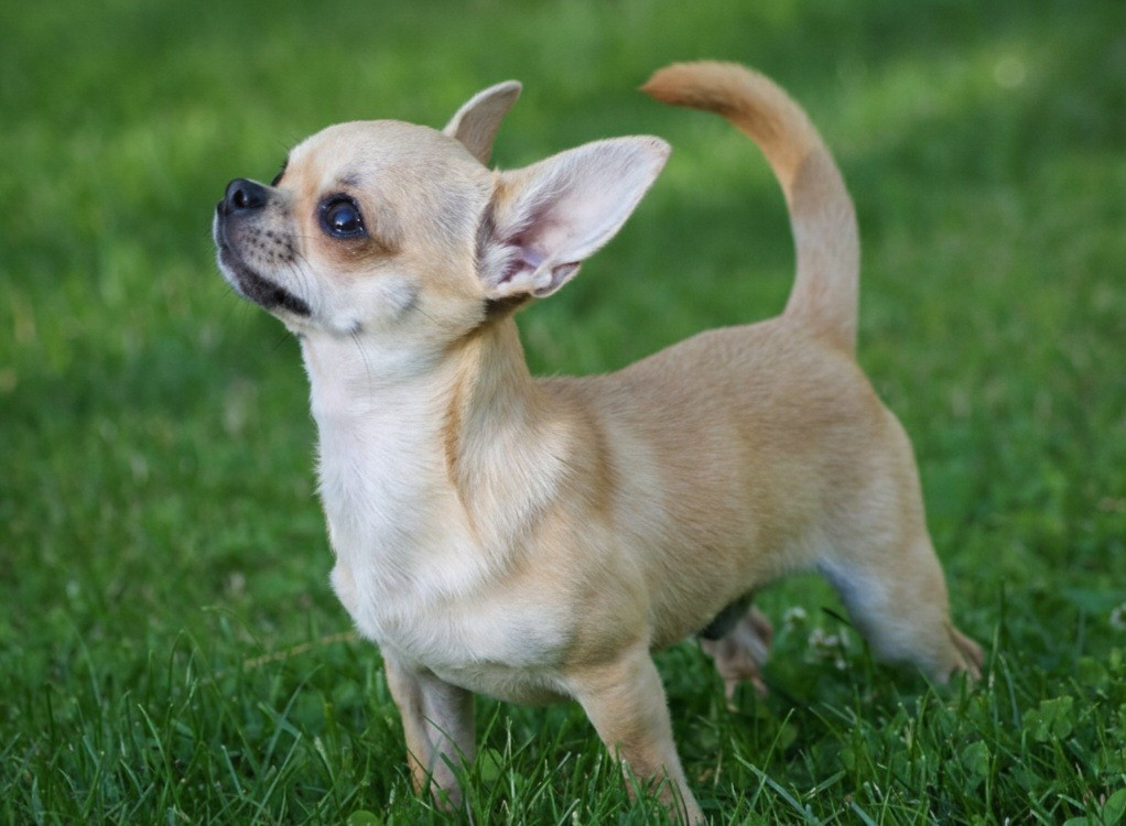 diamond amulet Darling of fortune