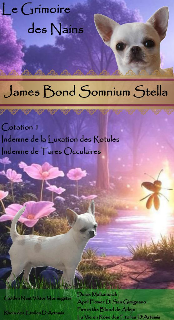 James bond somnium stella