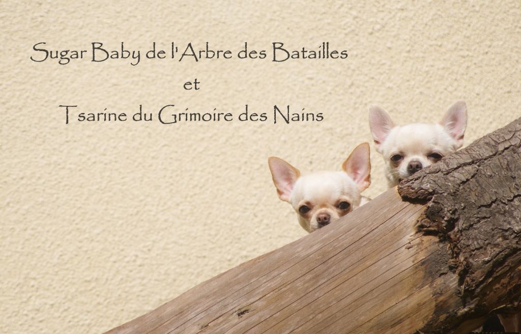 Photos de groupe 