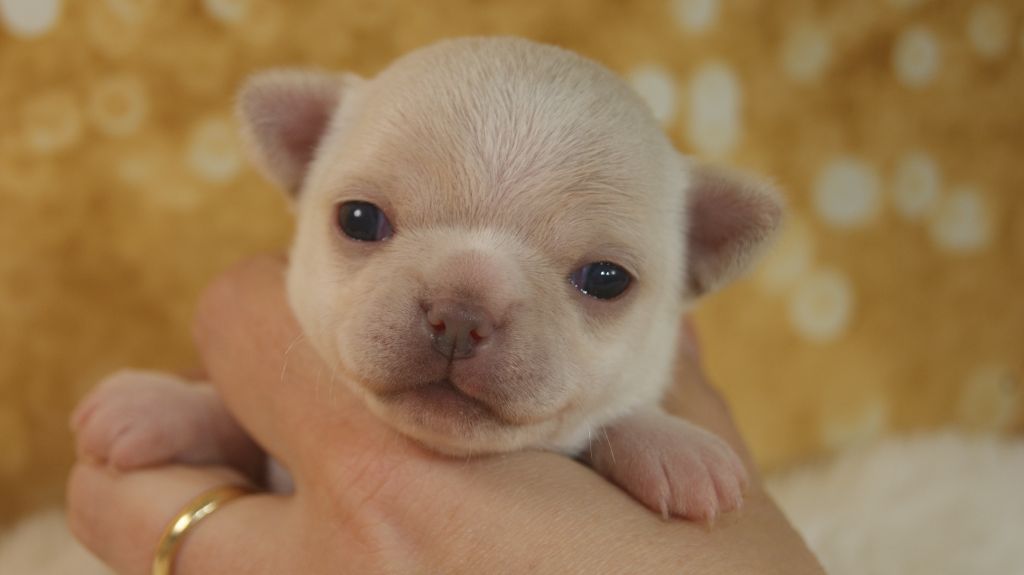 Chiot Chihuahua Du Grimoire Des Nains