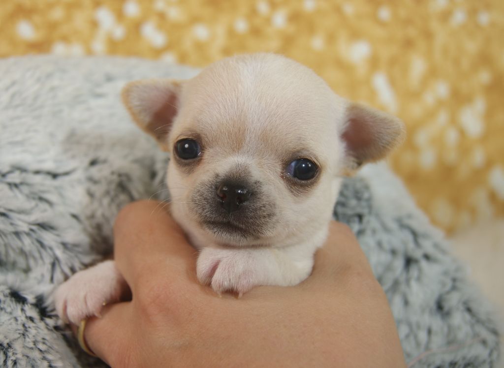 Du Grimoire Des Nains - Chiots disponibles - Chihuahua