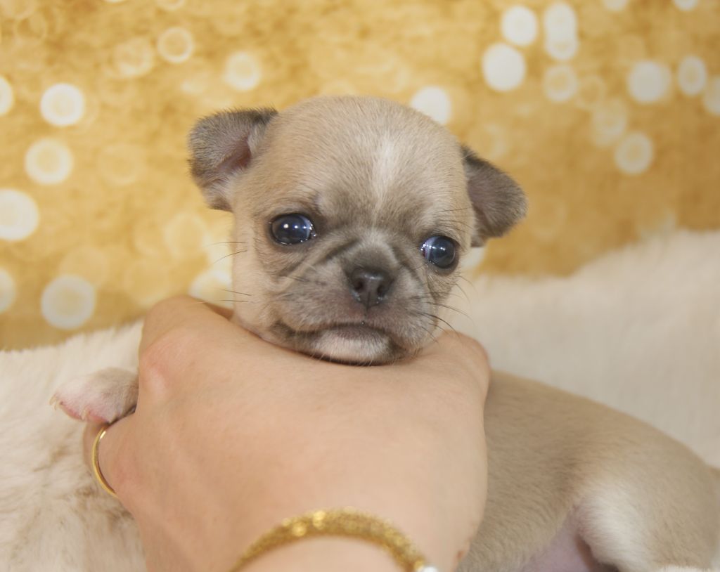 Du Grimoire Des Nains - Chiots disponibles - Chihuahua