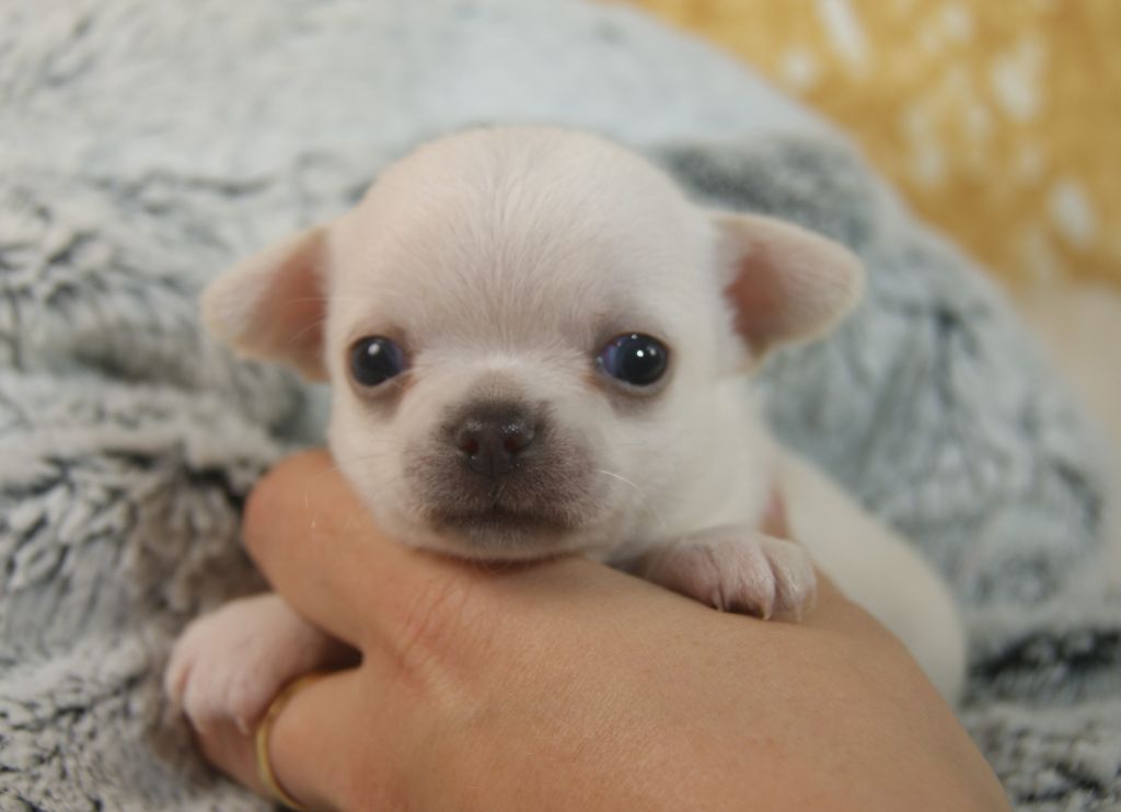 Du Grimoire Des Nains - Chiots disponibles - Chihuahua