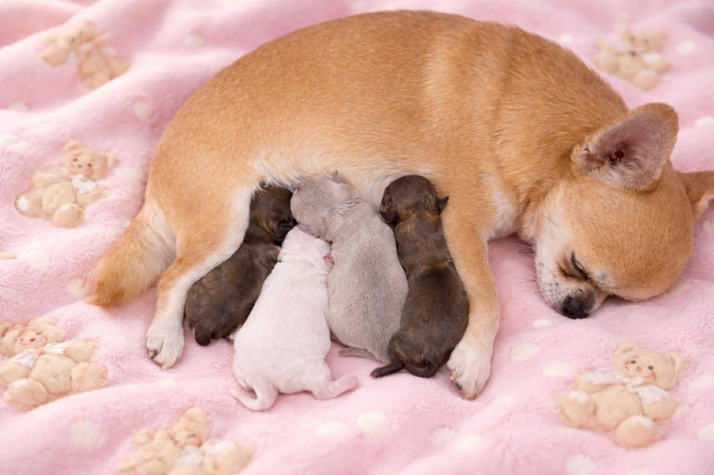 Chiot Chihuahua Du Grimoire Des Nains