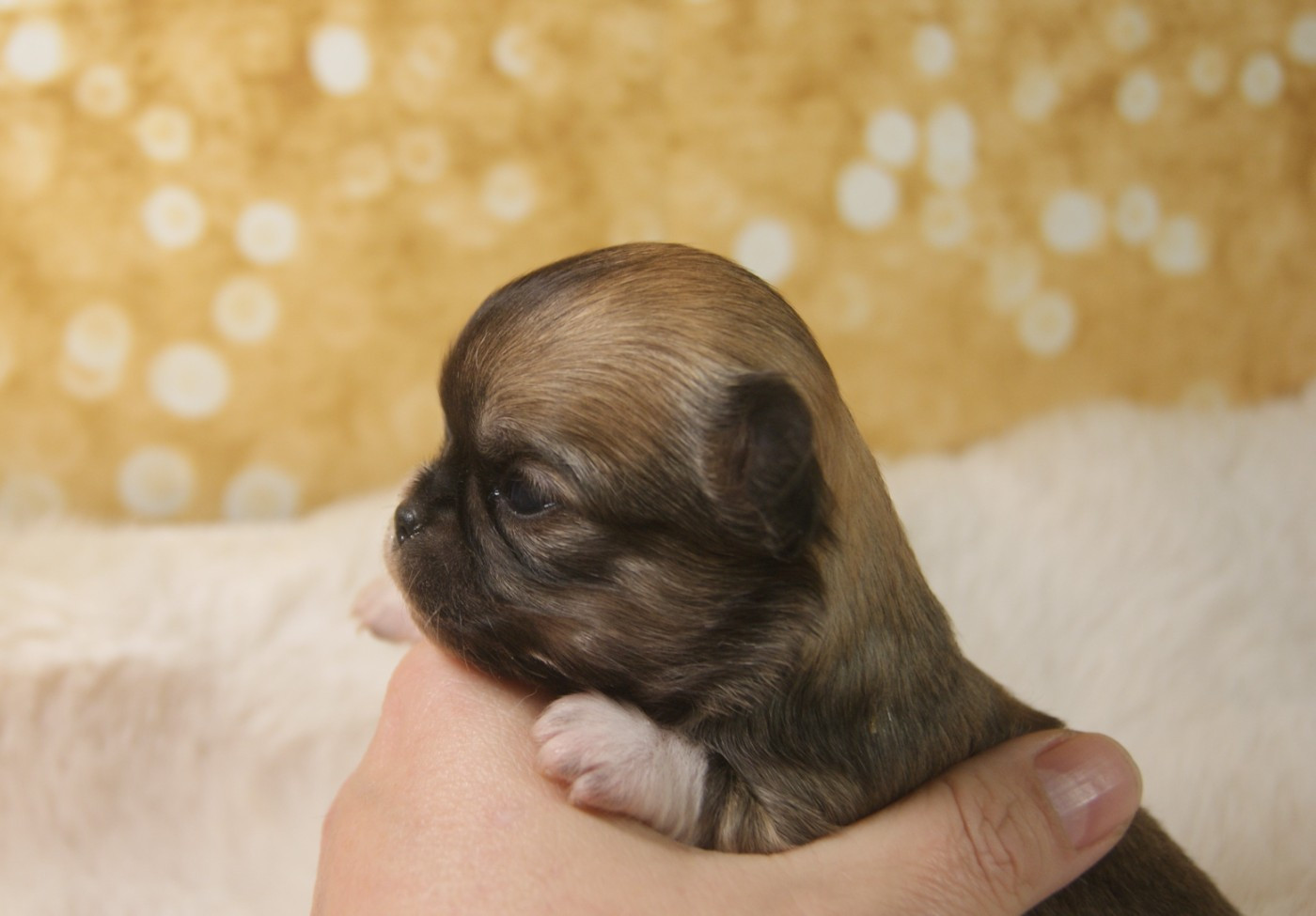 Du Grimoire Des Nains - Chiots disponibles - Chihuahua