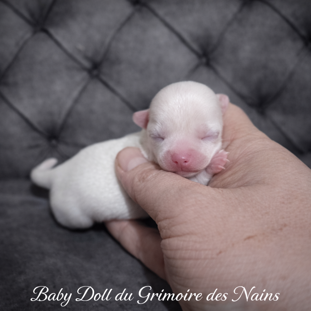 Du Grimoire Des Nains - Chiots disponibles - Chihuahua