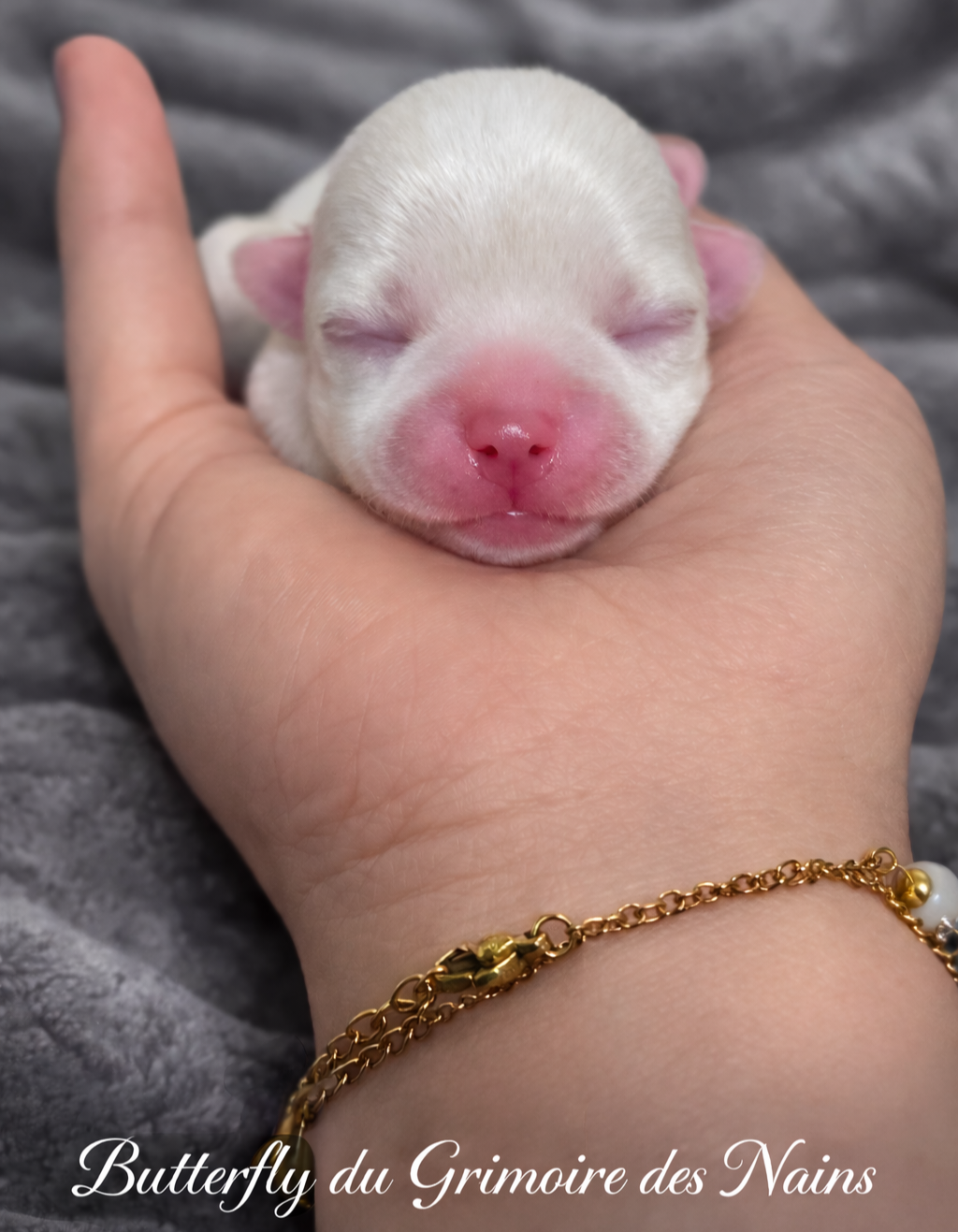 Du Grimoire Des Nains - Chiots disponibles - Chihuahua