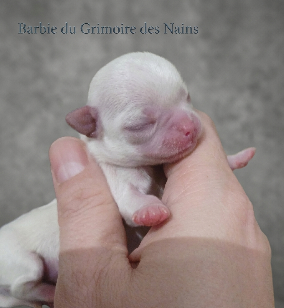 Du Grimoire Des Nains - Chiots disponibles - Chihuahua