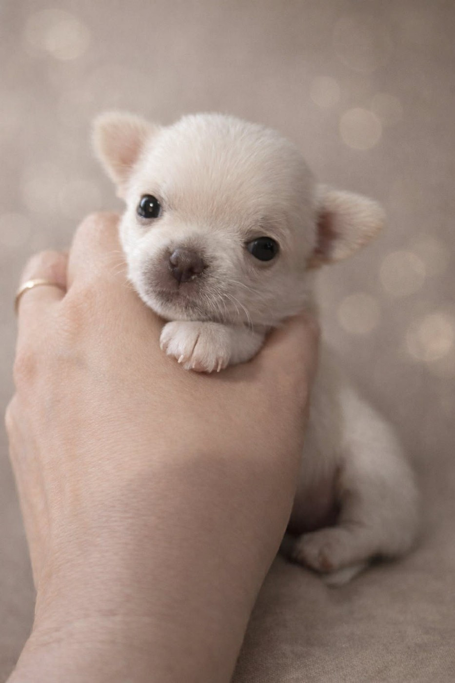 Du Grimoire Des Nains - Chiots disponibles - Chihuahua