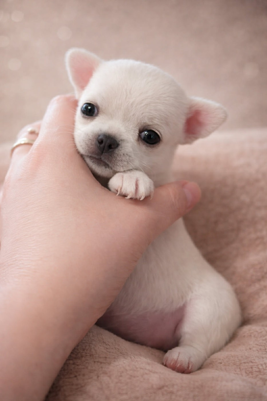 Du Grimoire Des Nains - Chiots disponibles - Chihuahua