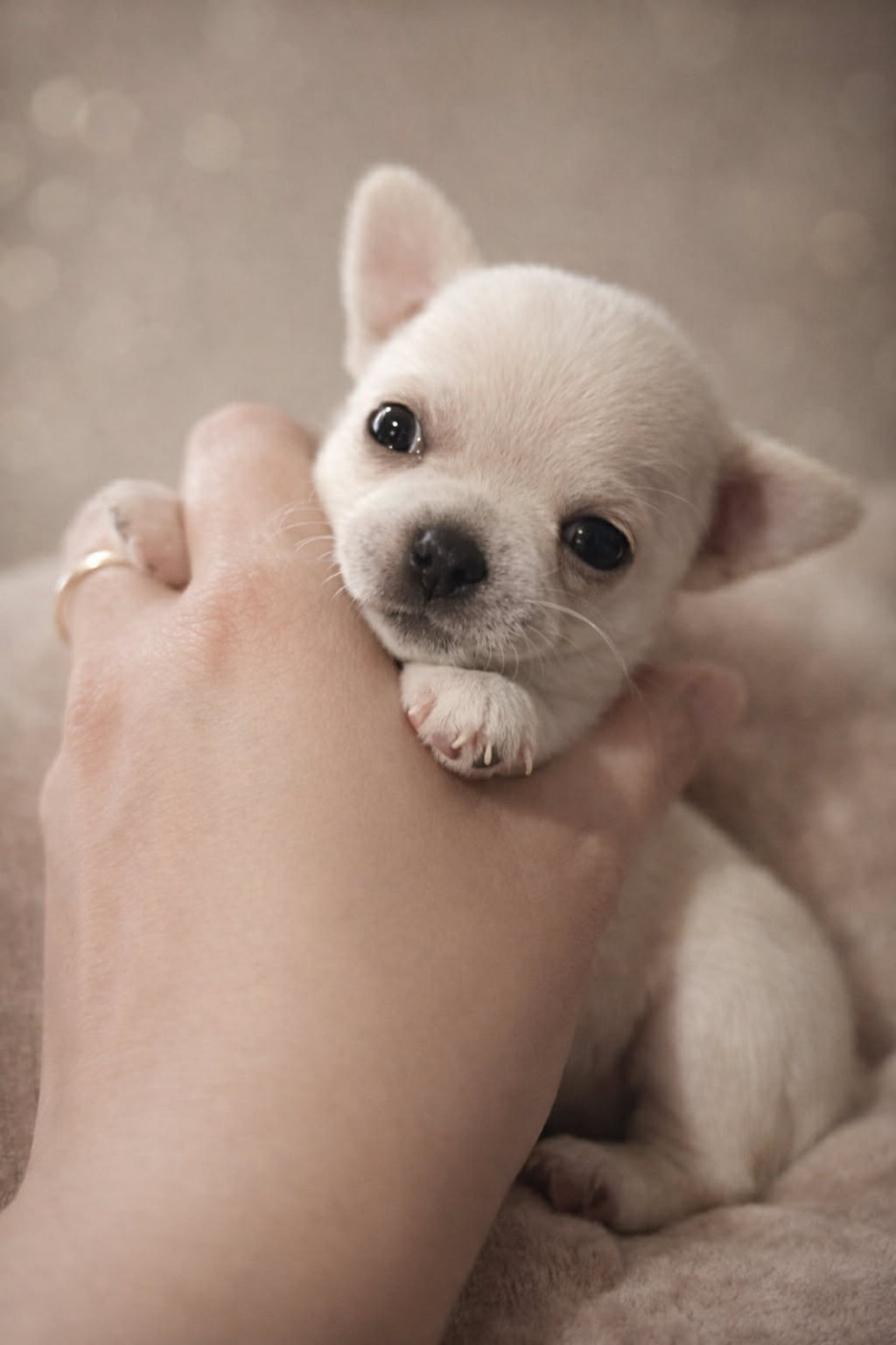 Du Grimoire Des Nains - Chiots disponibles - Chihuahua