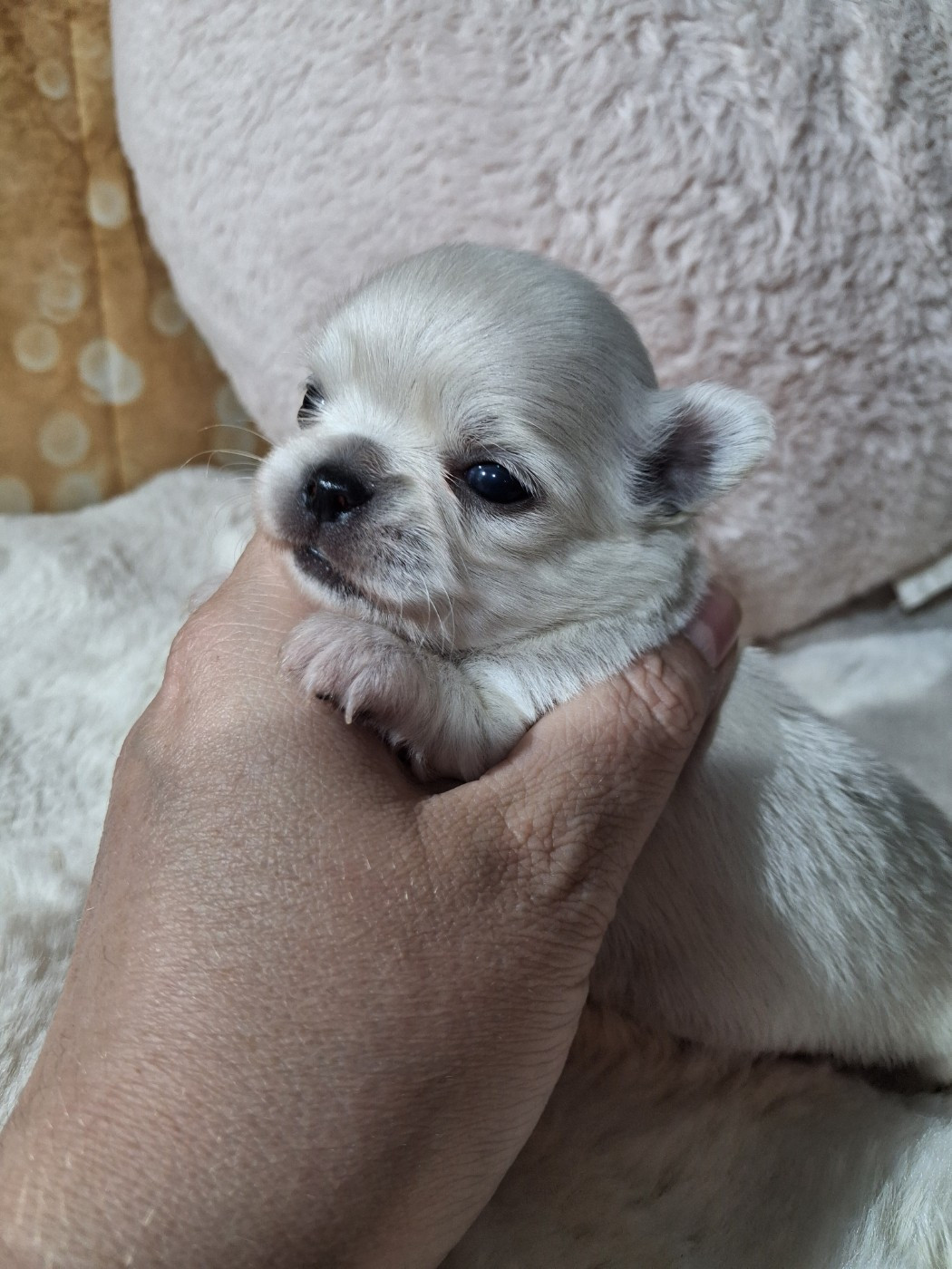 Du Grimoire Des Nains - Chiots disponibles - Chihuahua