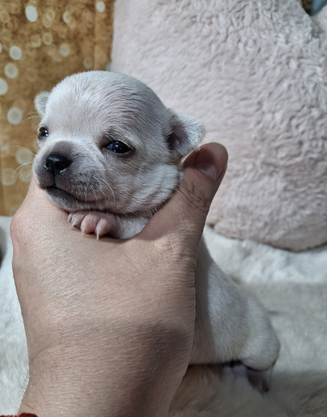 Du Grimoire Des Nains - Chiots disponibles - Chihuahua
