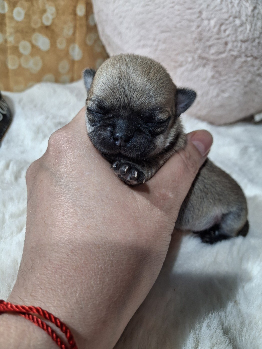 Du Grimoire Des Nains - Chiots disponibles - Chihuahua