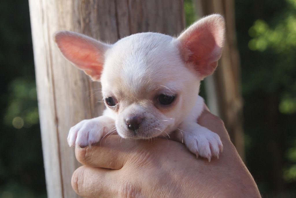 Du Grimoire Des Nains - Chiots disponibles - Chihuahua
