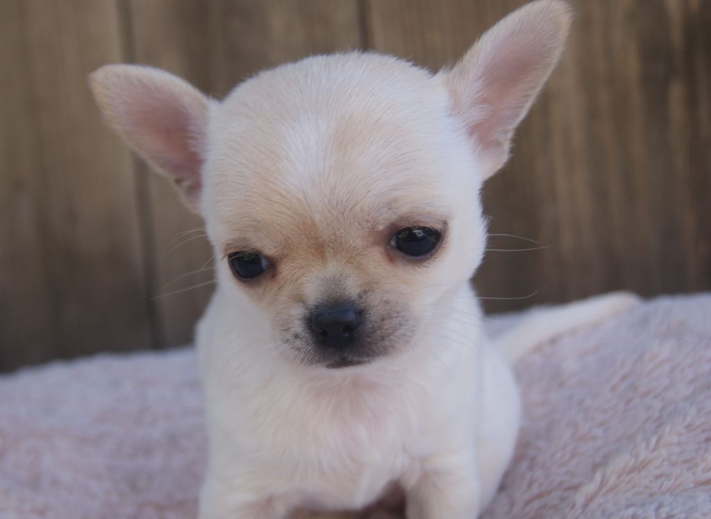 Du Grimoire Des Nains - Chiots disponibles - Chihuahua