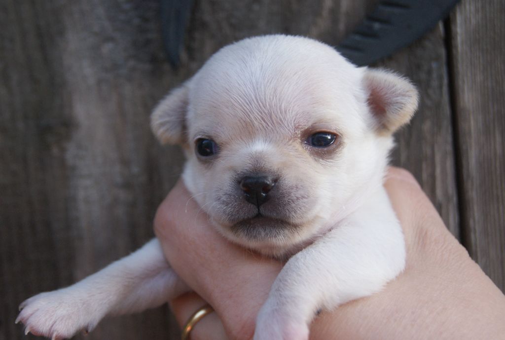 Du Grimoire Des Nains - Chiots disponibles - Chihuahua