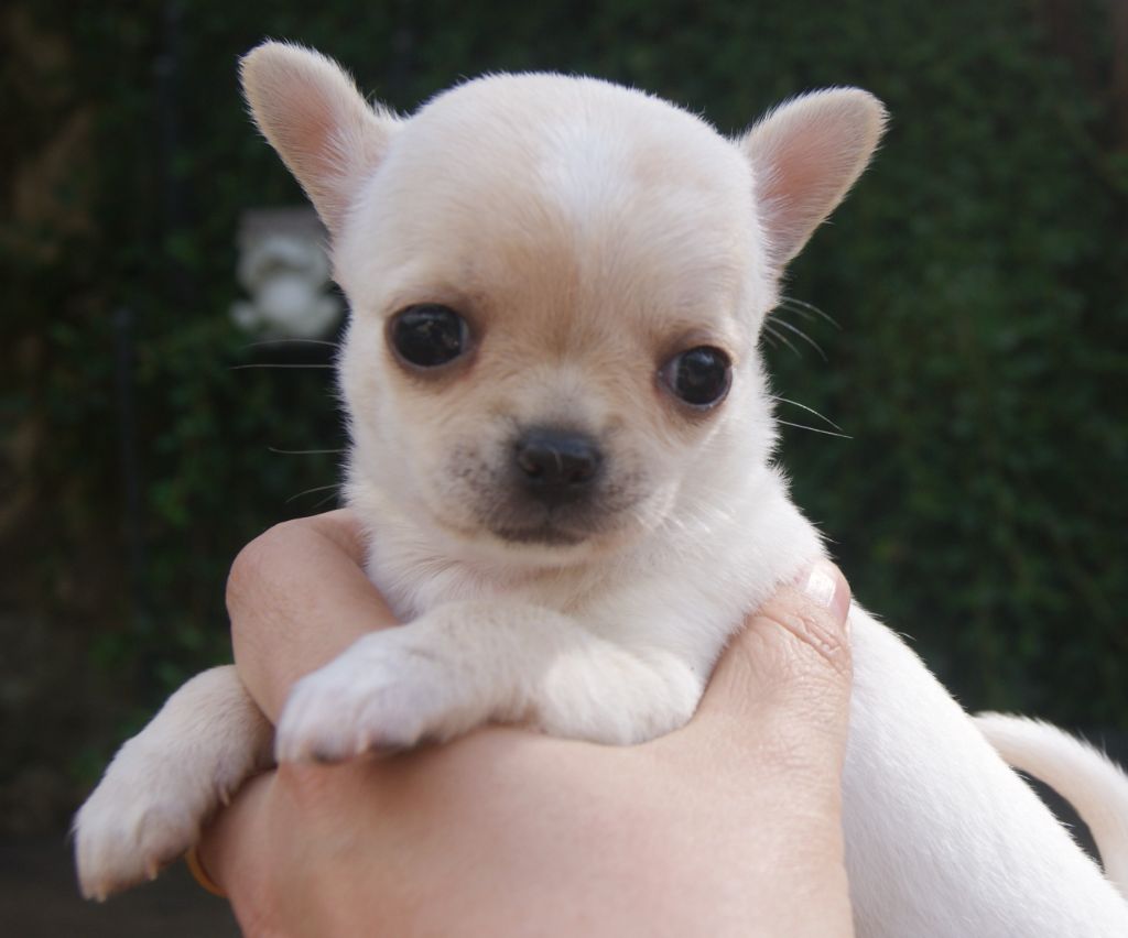 Du Grimoire Des Nains - Chiots disponibles - Chihuahua