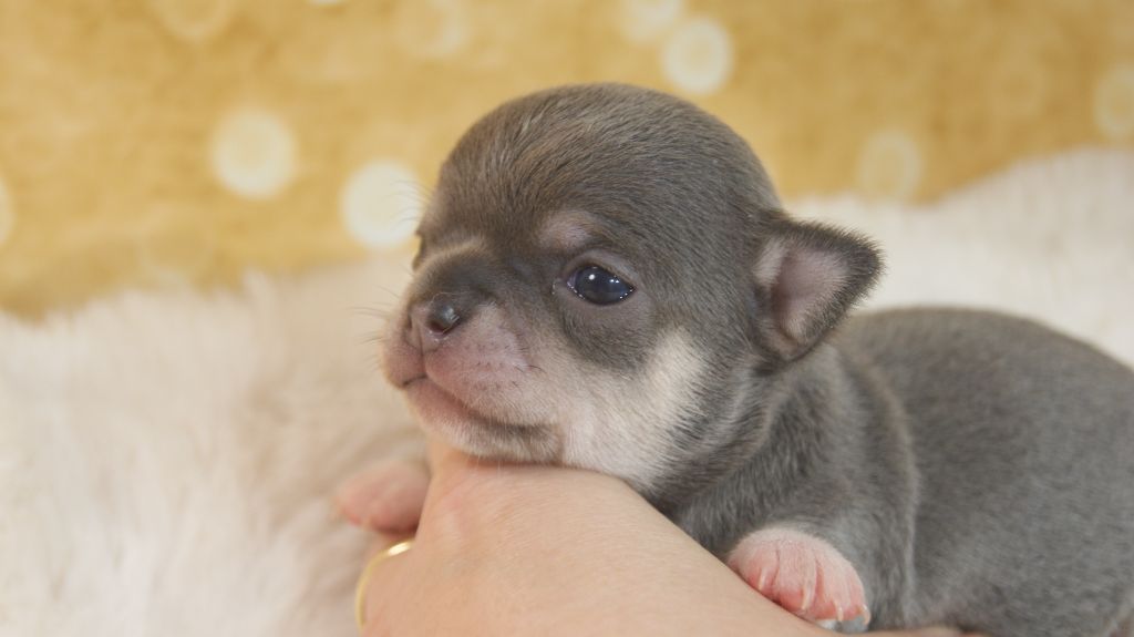 Du Grimoire Des Nains - Chiots disponibles - Chihuahua