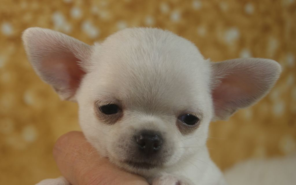Du Grimoire Des Nains - Chiots disponibles - Chihuahua