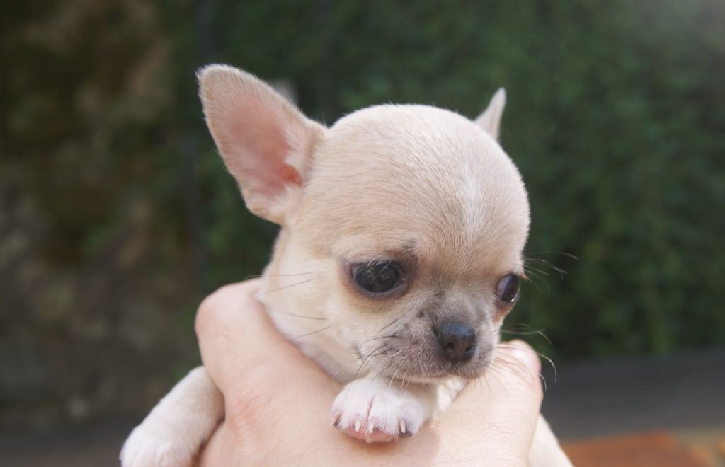 Du Grimoire Des Nains - Chiots disponibles - Chihuahua