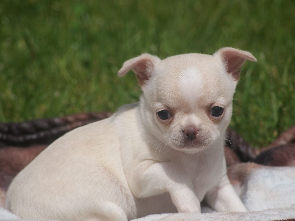 Du Grimoire Des Nains - Chiots disponibles - Chihuahua