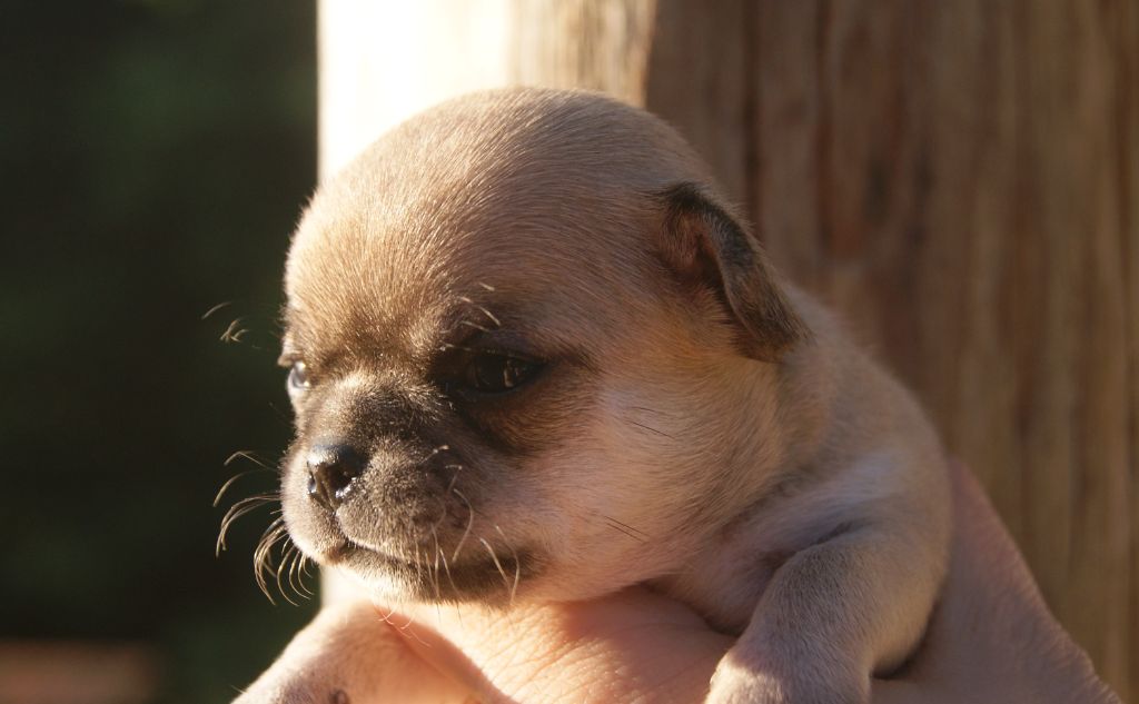 Du Grimoire Des Nains - Chiots disponibles - Chihuahua