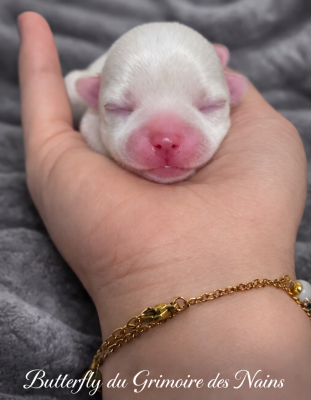 Butterfly du Grimoire des Nains