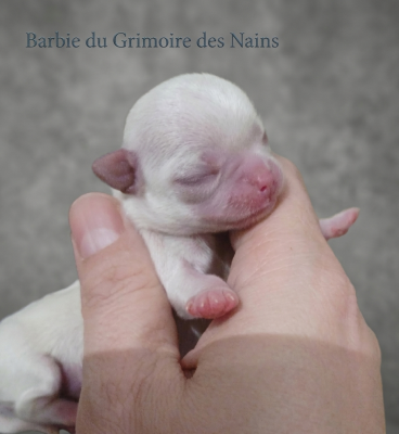 Barbie du Grimoire des Nains