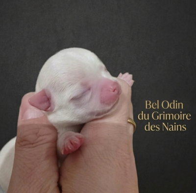 Bel Odin du Grimoire des Nains