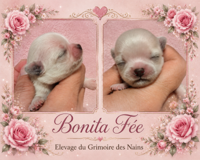 Bonita Fée