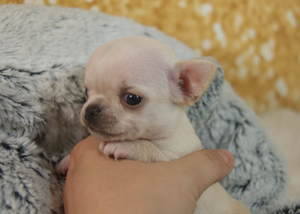 Du Grimoire Des Nains - Chiots disponibles - Chihuahua