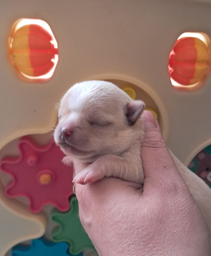 Du Grimoire Des Nains - Chiots disponibles - Chihuahua