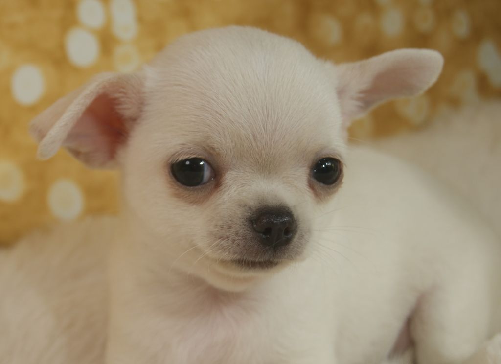 Du Grimoire Des Nains - Chiots disponibles - Chihuahua