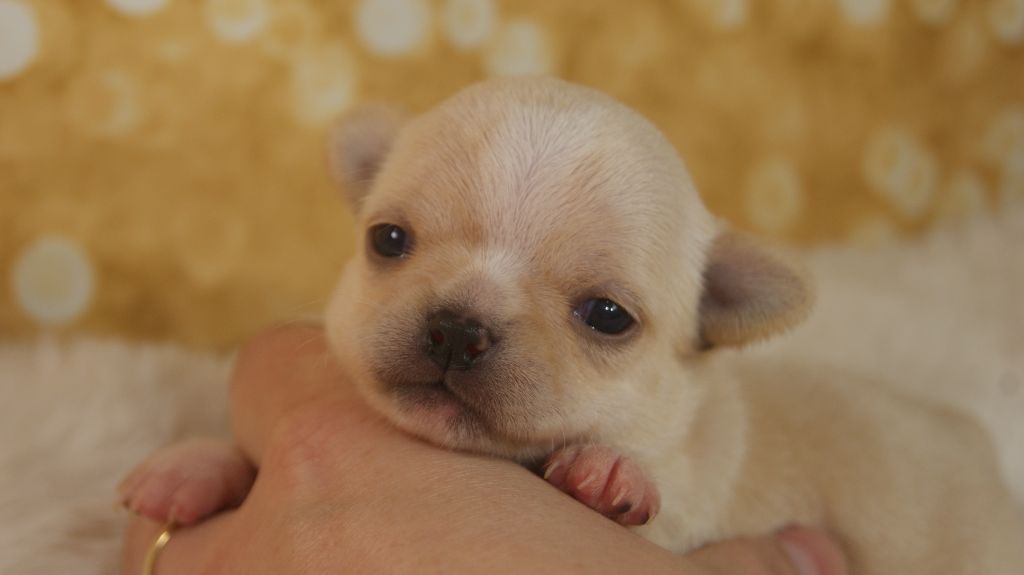 Du Grimoire Des Nains - Chiots disponibles - Chihuahua