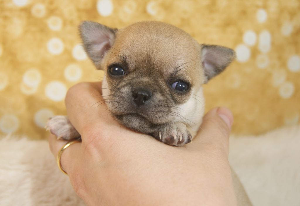 Du Grimoire Des Nains - Chiots disponibles - Chihuahua